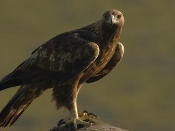 Fauna Cerro Masatrigo y entorno