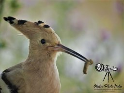 Fauna Cerro Masatrigo y entorno