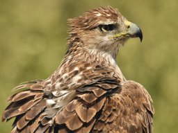 Fauna Cerro Masatrigo y entorno