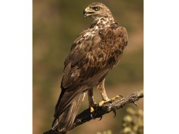 Fauna Cerro Masatrigo y entorno