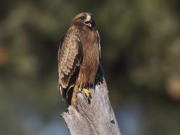 Fauna Cerro Masatrigo y entorno