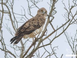Fauna Cerro Masatrigo y entorno