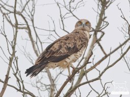 Fauna Cerro Masatrigo y entorno