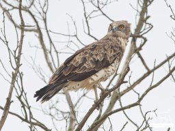 Fauna Cerro Masatrigo y entorno