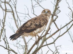 Fauna Cerro Masatrigo y entorno