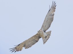 Fauna Cerro Masatrigo y entorno