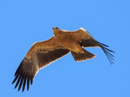 Fauna Cerro Masatrigo y entorno