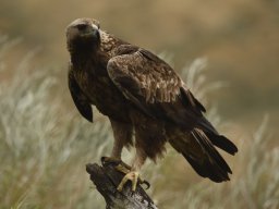 Fauna Cerro Masatrigo y entorno