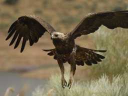 Fauna Cerro Masatrigo y entorno