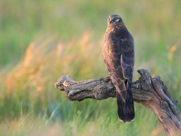 Fauna Cerro Masatrigo y entorno