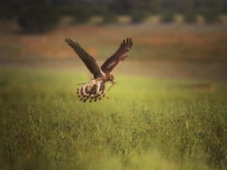 Fauna Cerro Masatrigo y entorno