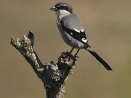 Fauna Cerro Masatrigo y entorno