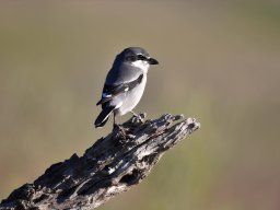 Fauna Cerro Masatrigo y entorno