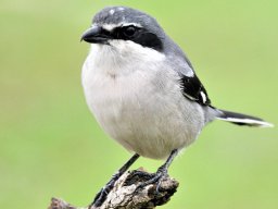 Fauna Cerro Masatrigo y entorno