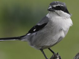 Fauna Cerro Masatrigo y entorno