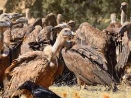 Fauna Cerro Masatrigo y entorno