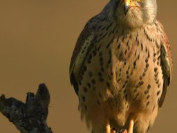 Fauna Cerro Masatrigo y entorno