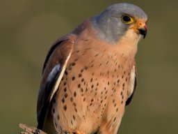 Fauna Cerro Masatrigo y entorno