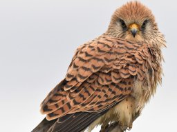 Fauna Cerro Masatrigo y entorno