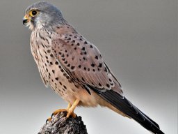 Fauna Cerro Masatrigo y entorno