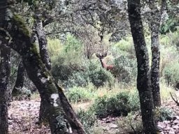 Fauna Cerro Masatrigo y entorno