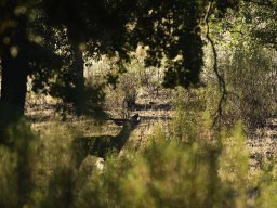 Fauna Cerro Masatrigo y entorno