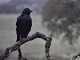 Fauna Cerro Masatrigo y entorno