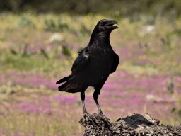 Fauna Cerro Masatrigo y entorno