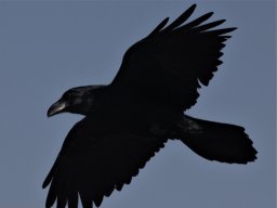 Fauna Cerro Masatrigo y entorno