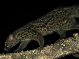 Fauna Cerro Masatrigo y entorno