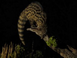 Fauna Cerro Masatrigo y entorno