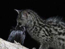 Fauna Cerro Masatrigo y entorno