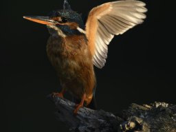 Fauna Cerro Masatrigo y entorno