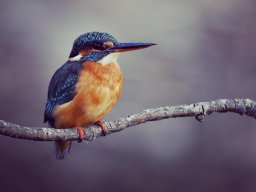 Fauna Cerro Masatrigo y entorno