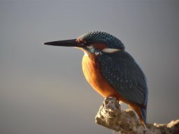 Fauna Cerro Masatrigo y entorno