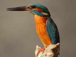 Fauna Cerro Masatrigo y entorno