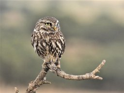 Fauna Cerro Masatrigo y entorno