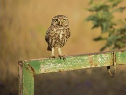 Fauna Cerro Masatrigo y entorno