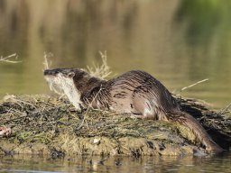 Fauna Cerro Masatrigo y entorno