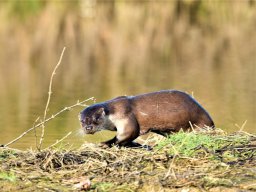Fauna Cerro Masatrigo y entorno