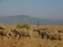 Fauna Cerro Masatrigo y entorno