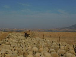 Fauna Cerro Masatrigo y entorno
