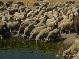 Fauna Cerro Masatrigo y entorno