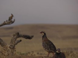 Fauna Cerro Masatrigo y entorno