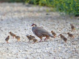Fauna Cerro Masatrigo y entorno