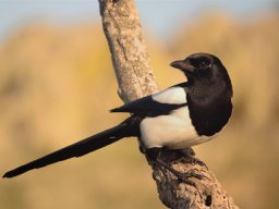 Fauna Cerro Masatrigo y entorno