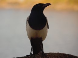 Fauna Cerro Masatrigo y entorno