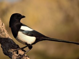 Fauna Cerro Masatrigo y entorno