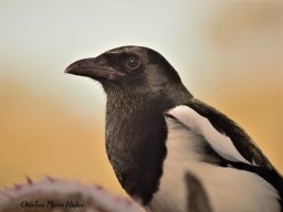 Fauna Cerro Masatrigo y entorno